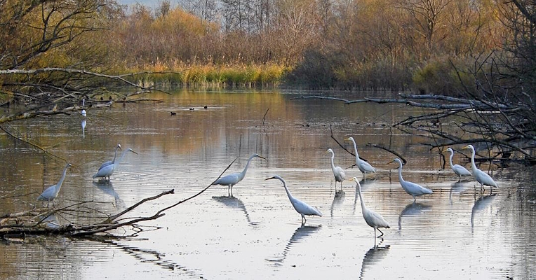 A flock of white herons stands still in a reflective body of water within a nature reserve.