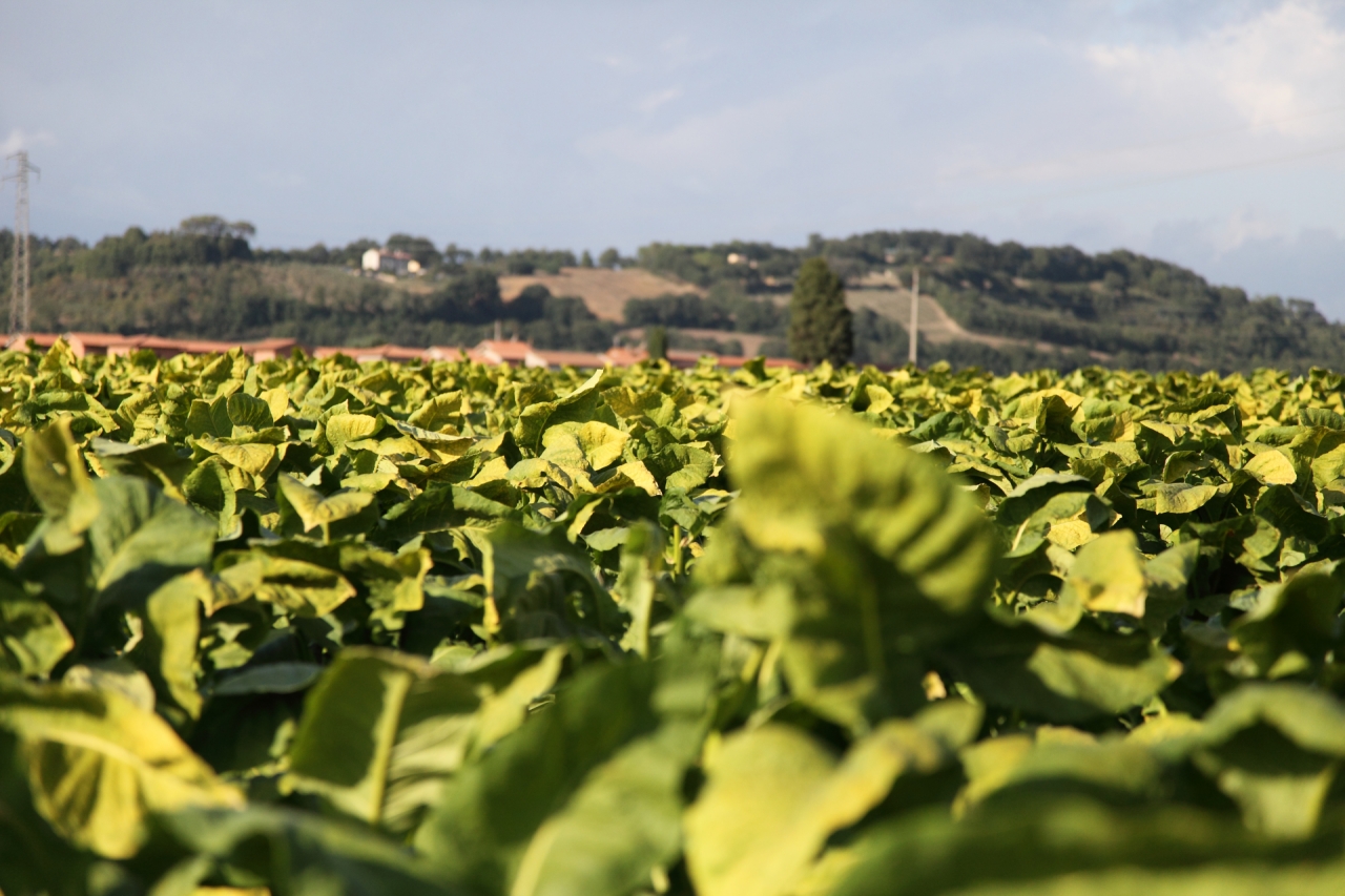 MTB - A journey in the environs of Città di Castello