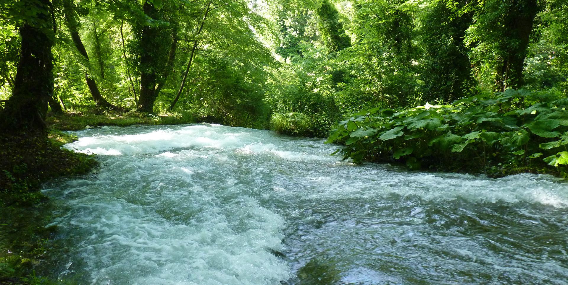 Torrente immerso nel verde della natura, con acque cristalline e rapide circondate da alberi rigogliosi e vegetazione lussureggiante.