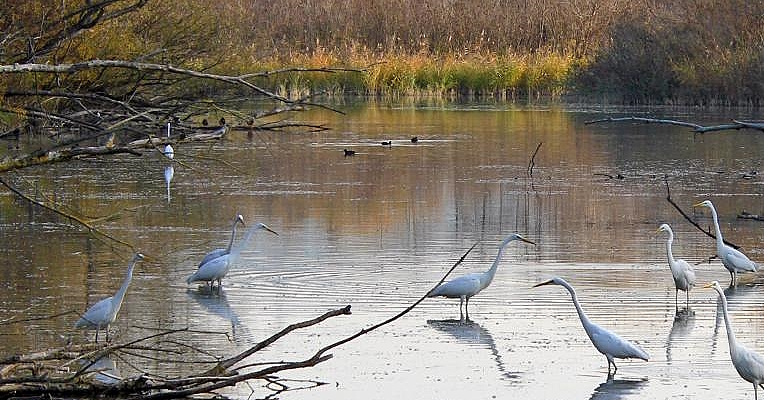 Immagine: Oasi di Alviano
