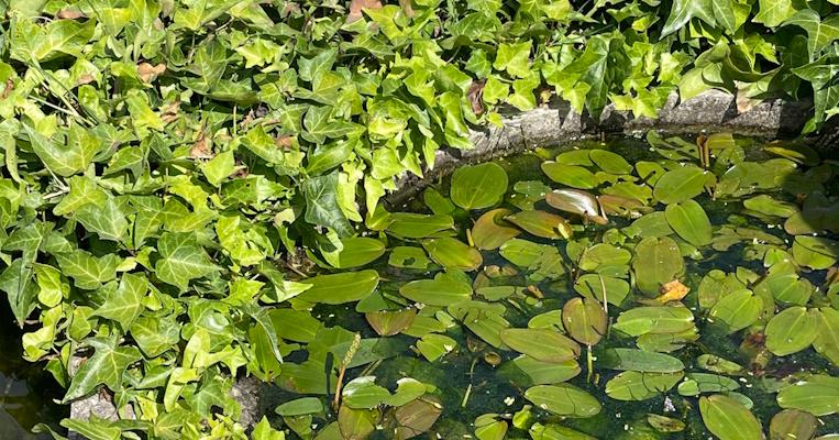 orto botanico