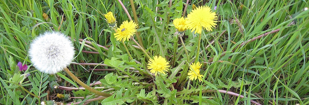 Country herbs