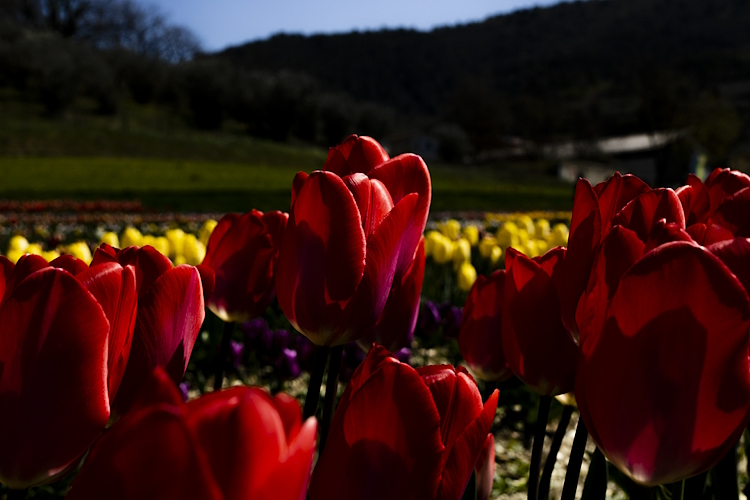 Tulipark Spoleto 2024