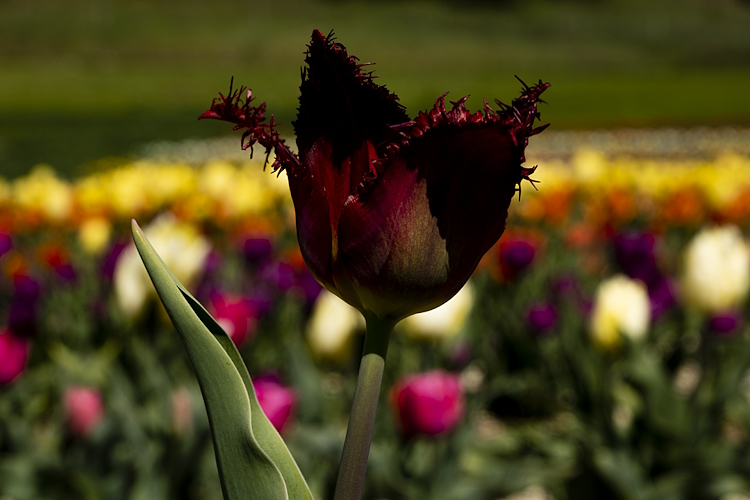 Tulipark Spoleto 2024