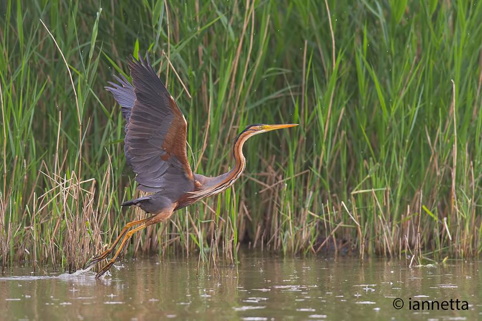 Birdwatching at the Alviano Lake WWF Oasis