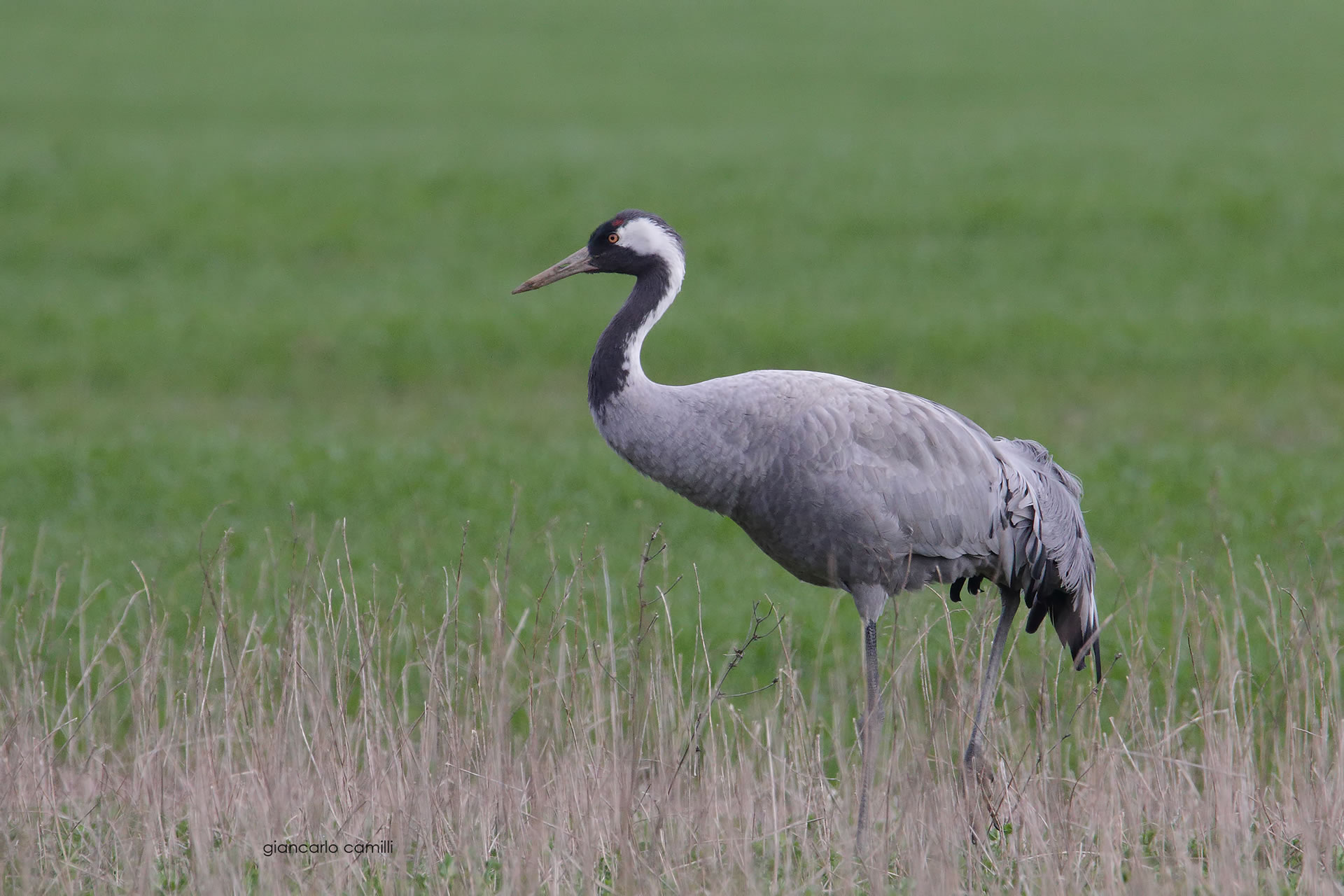 Birdwatching at the Alviano Lake WWF Oasis