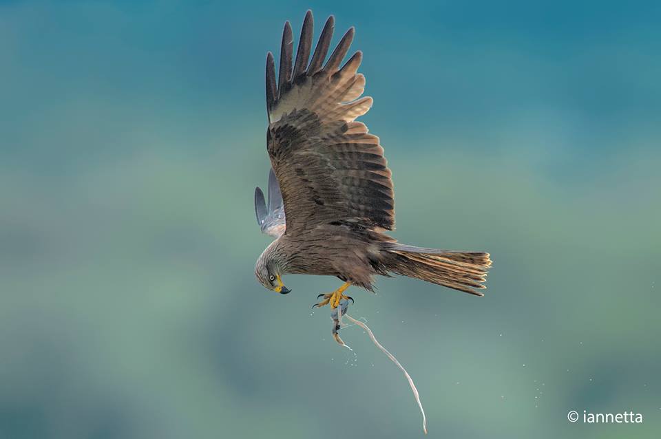 Birdwatching at the Alviano Lake WWF Oasis