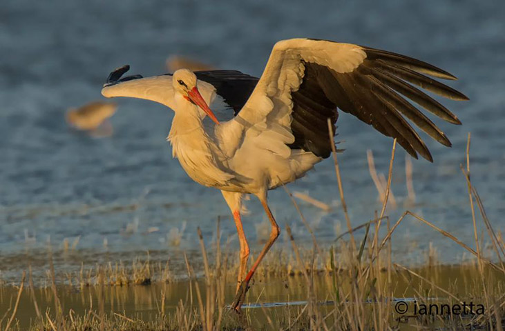 Birdwatching all'Oasi WWF Lago di Alviano