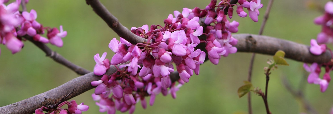 Salad with Judas Tree flowers