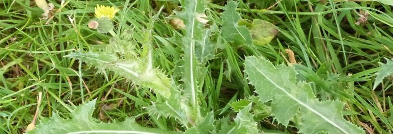Une petite plante de laiteron dans l'herbe.