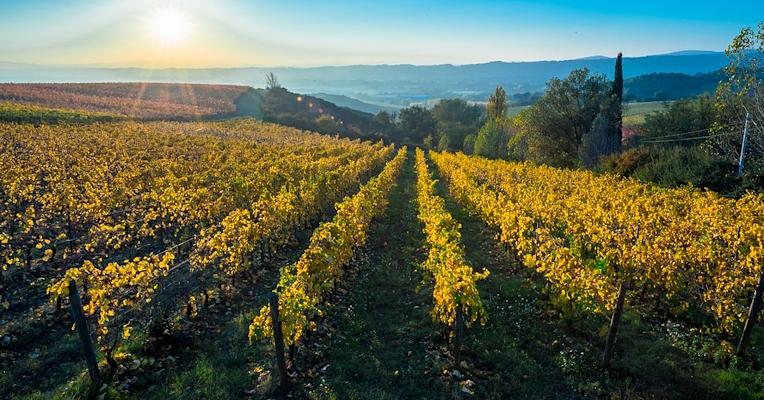 Filari di una vigna in autunno con le foglie ormai tendenti giallo, con vista sulle colline umbre