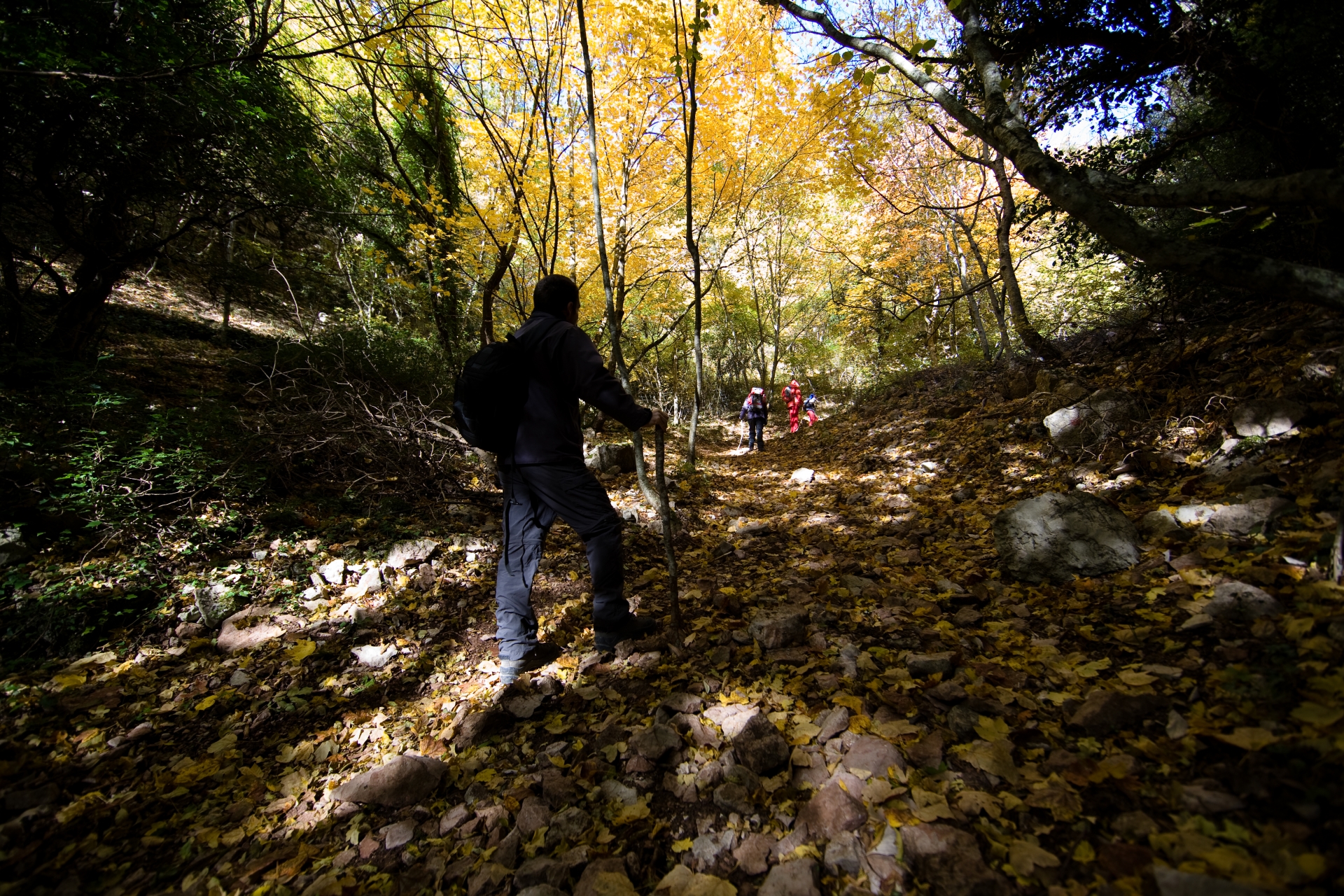 un uomo con abbigliamento da trekking e un bastone, cammina in un bosco lungo la Via di Francesco
