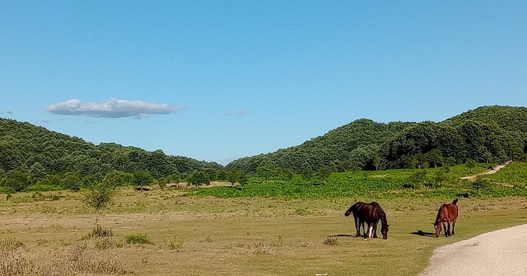 Three brown horses walking on grass near a dirt road, with green hills in the background.