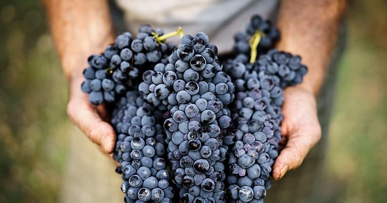 Titolo: Des expériences inoubliables au milieu des oliveraies et des vignobles, des forêts, des musées et des événements œnogastronomiques