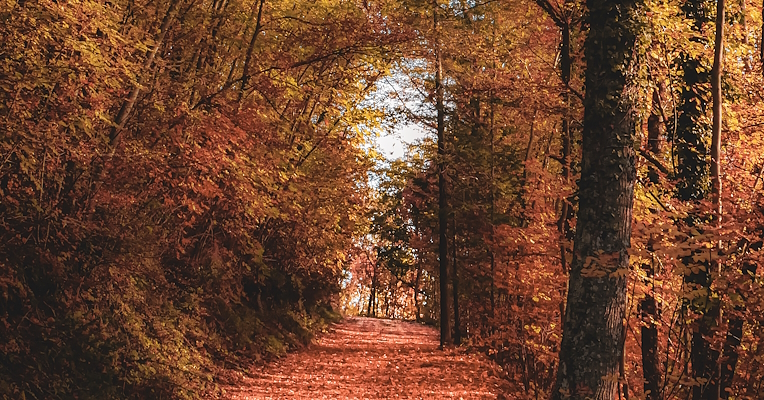 Forest path covered in red and yellow leaves, surrounded by trees autumn under clear skies