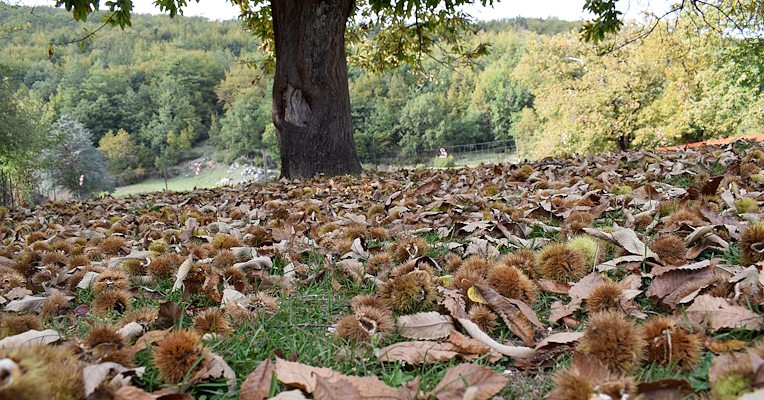 Chestnut burrs and dry leaves at the base of a tree in a green forest during autumn