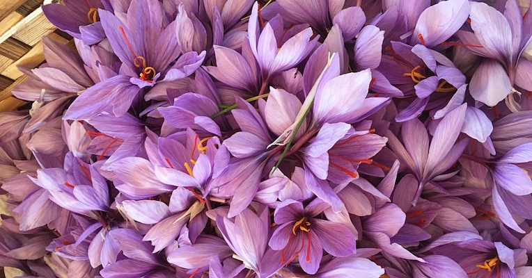 Close-up of freshly harvested purple saffron flowers with their vivid red stigmas clearly visible Olive Harvest