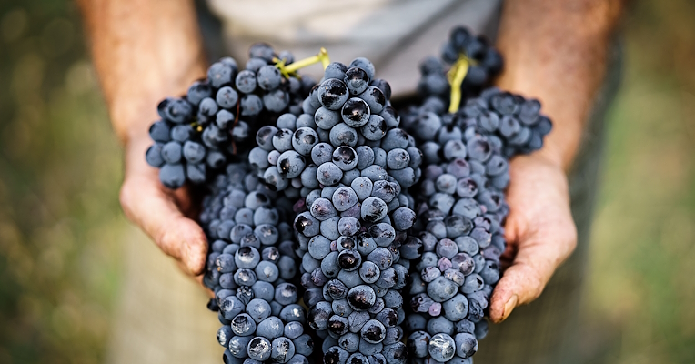  A farmer’s hands hold freshly harvested black grape bunches, symbolizing harvest and traditional farming 