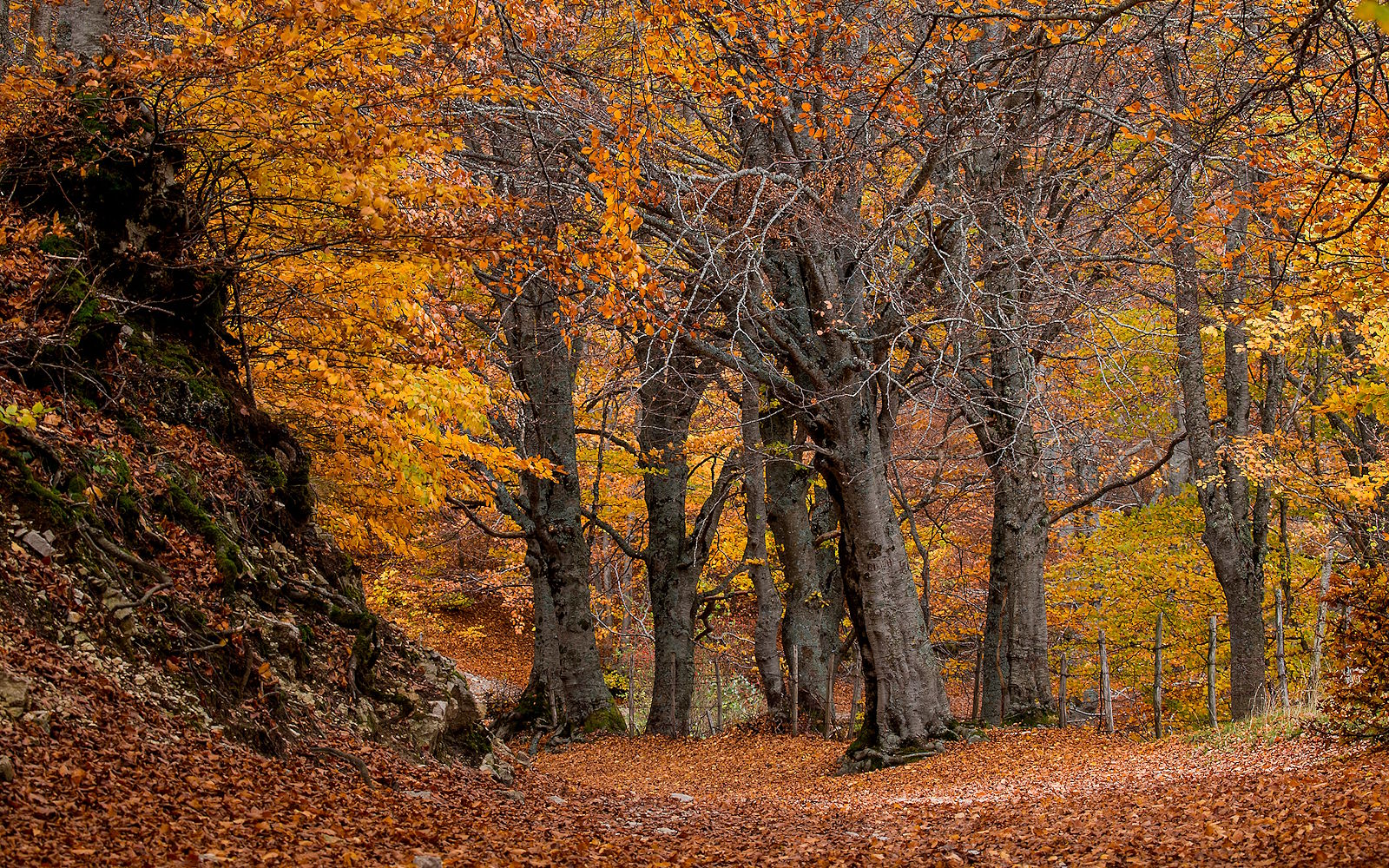 Promenades d’automne