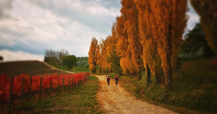  Two cyclists ride along a country road lined with orange-yellow trees and red vineyards, in Umbria during autumn 