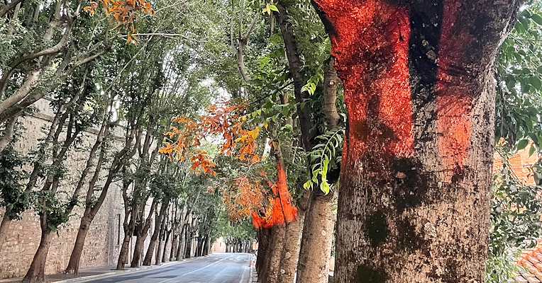 Trees lining a road bathed in an intense red light at sunset