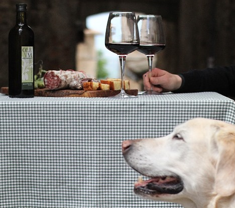  Tasting of typical Umbrian products with glasses of red wine, cold cuts, bread and extra virgin olive oil on an outdoor table, with a dog in the foreground. 