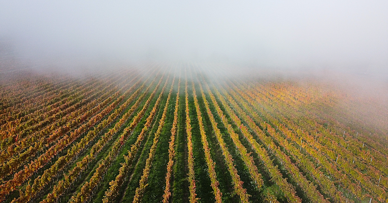 Weinberg mit orangefarbenen Blättern, in Nebel gehüllt