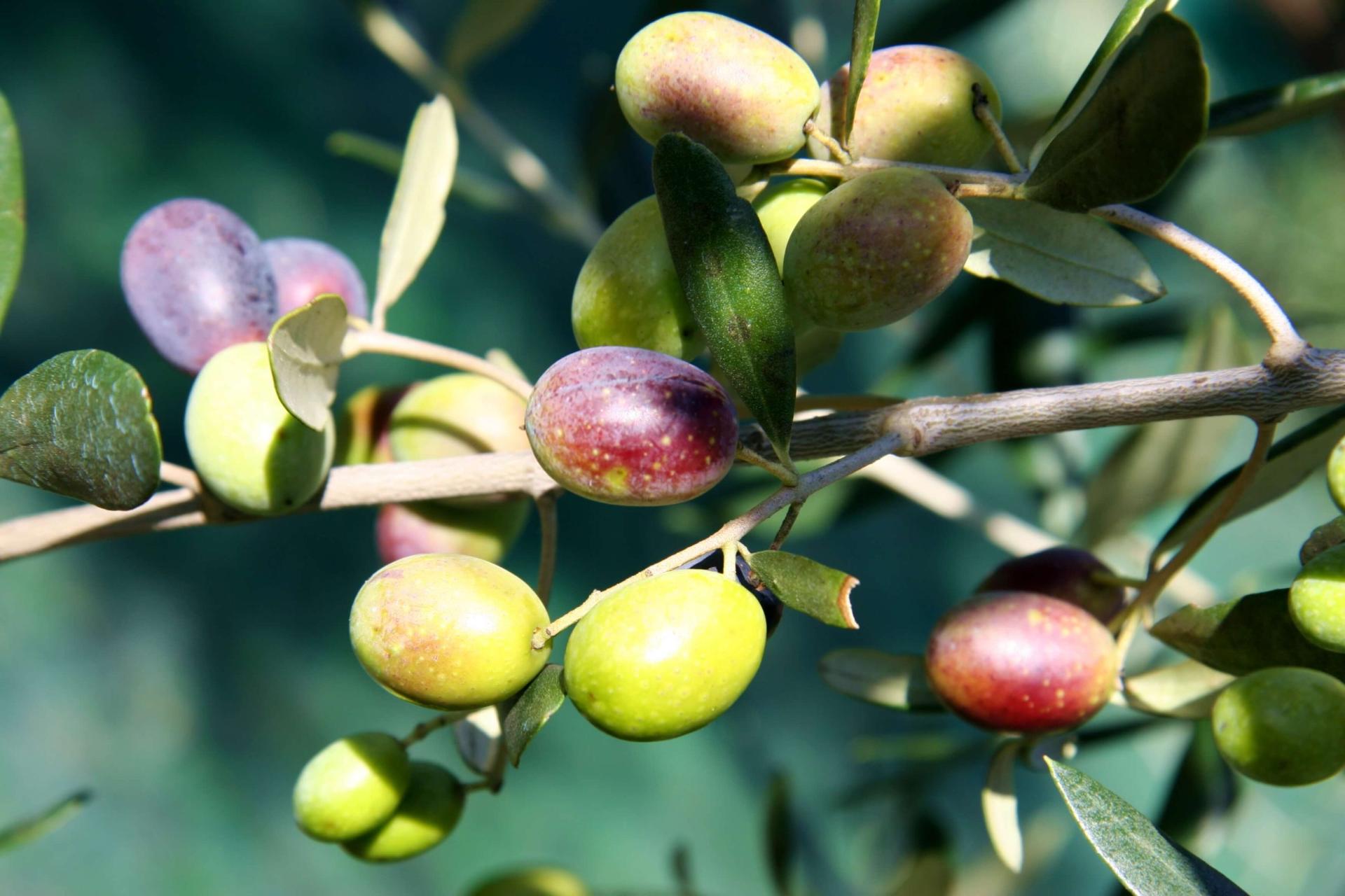 Photo of Amerinolio 2025 in Amelia