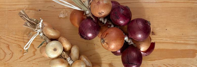  Cipolla di Cannara 