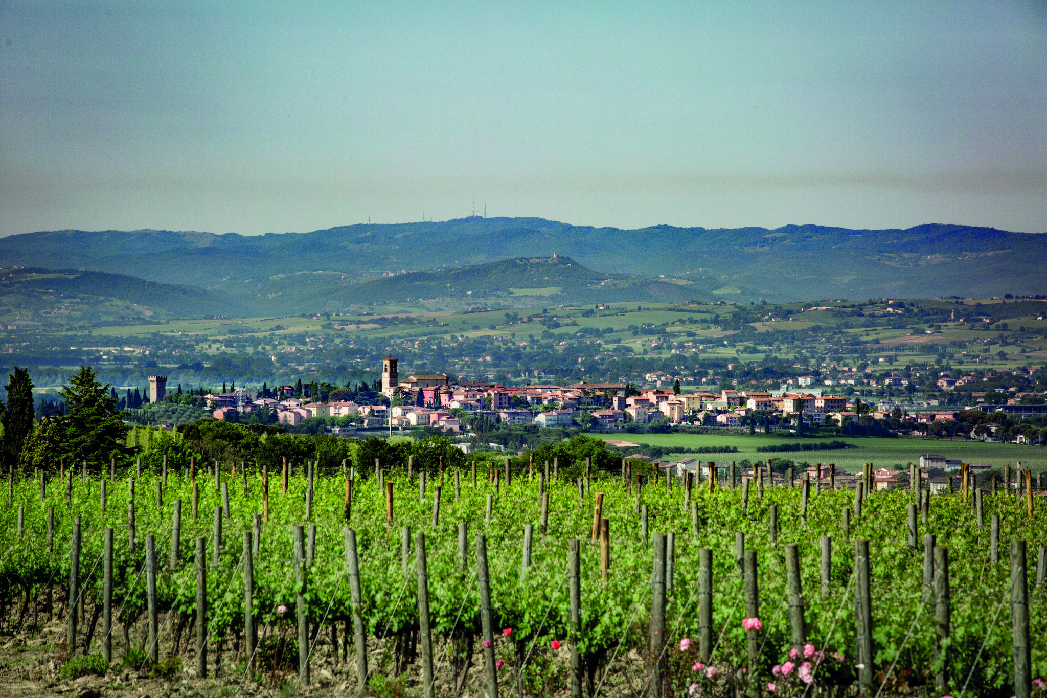 Titolo: Vini Doc e Docg Torgiano
