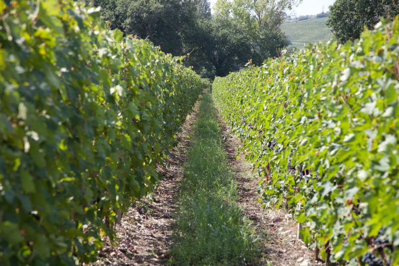 Vini Doc Colli Altotiberini