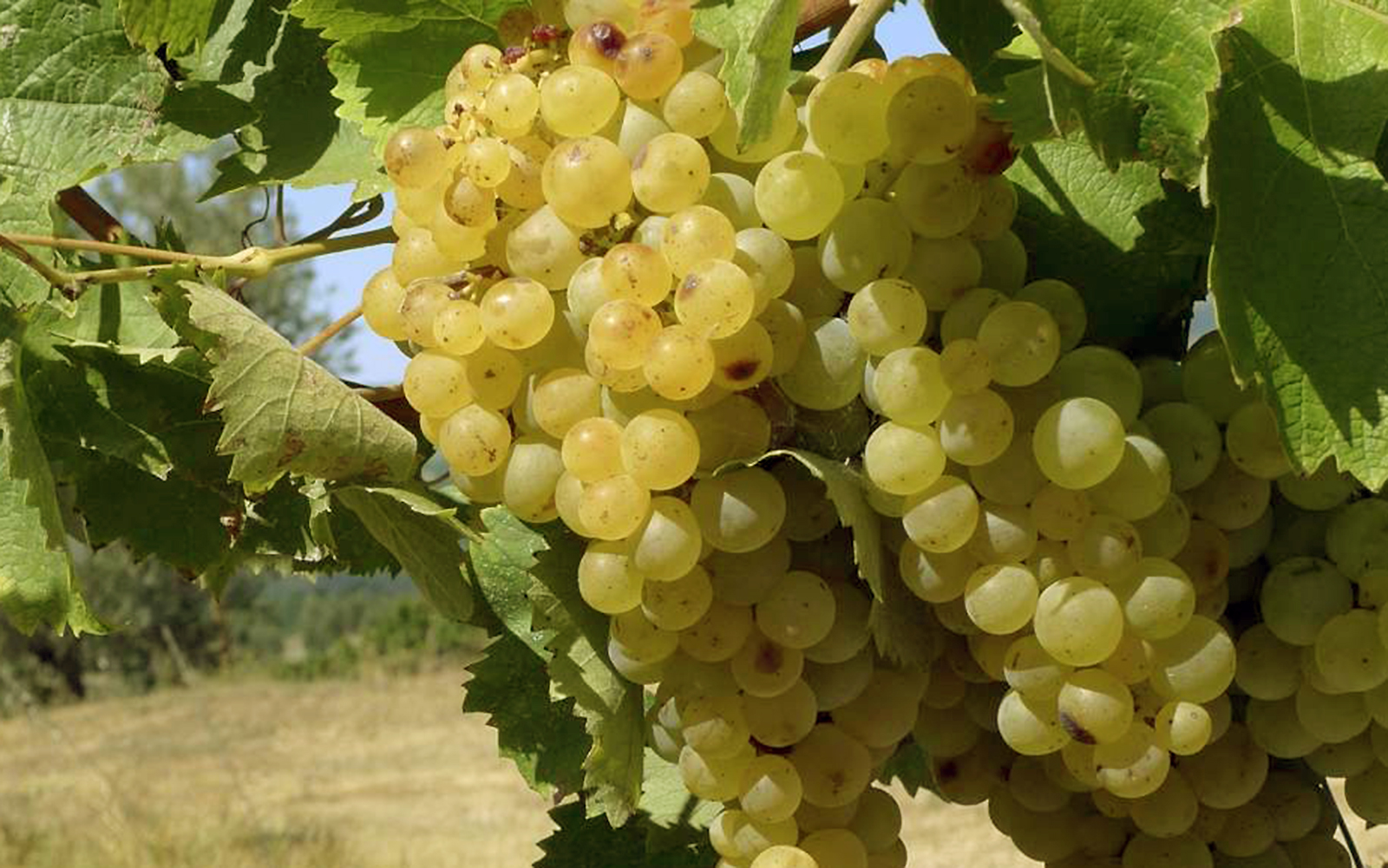 Trebbiano Spoletino