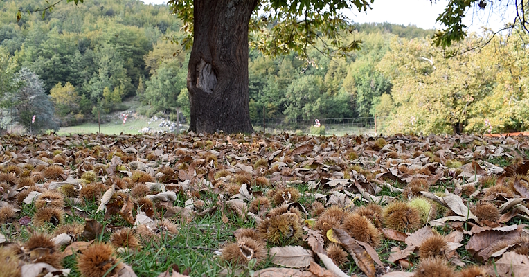 Chestnut burrs and dry leaves on the grass beneath a large tree, with a forest in the background.