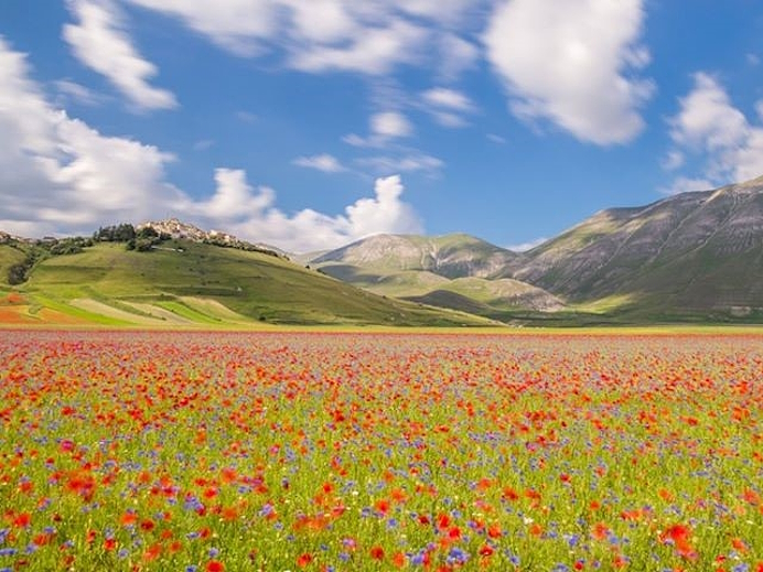 View of the flowering of Castelluccio di Norcia with a field of colorful flowers and the Sibillini Mountains in the background under a blue sky with clouds.