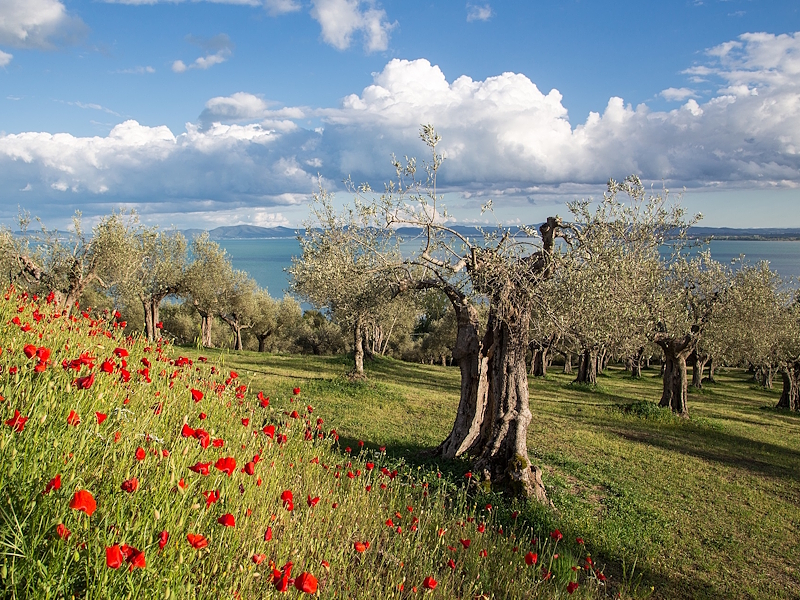 Flowering olive grove with red poppies overlooking Lake Trasimeno beneath a cloud-filled sky.