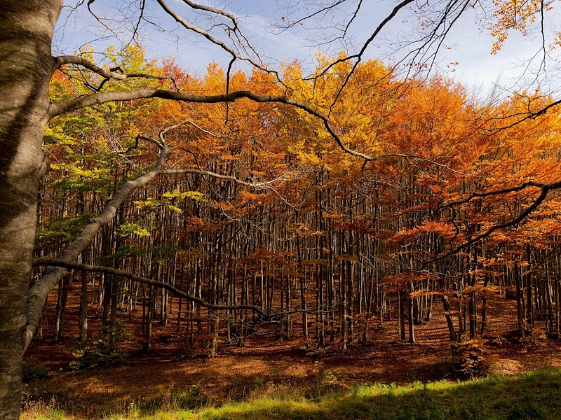 Monte Cucco beech forest in autumn, with trees displaying warm shades of orange, yellow and red.