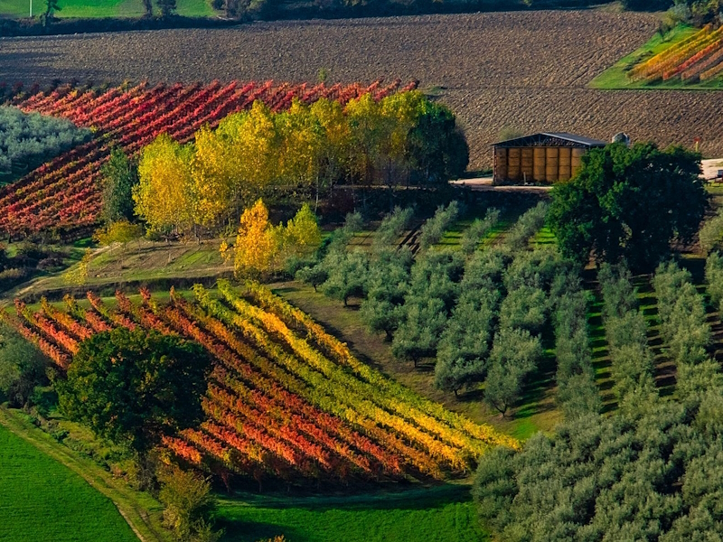 Rural landscape in Montefalco in autumn, with rows of red and golden vineyards alternating with olive groves, green fields and trees.