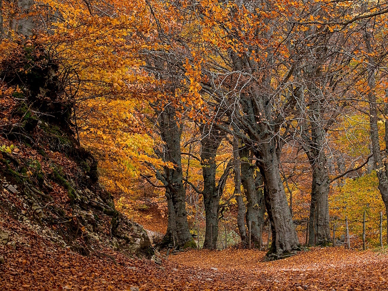 Woodland in Val di Canatra in autumn, with large trees covered in orange and golden leaves and the ground carpeted with fallen leaves.