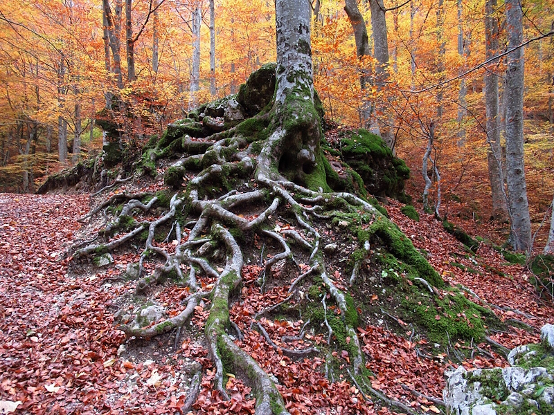 Woodland in autumn with a large tree and exposed roots covered in moss, surrounded by leaves in shades of orange, red and yellow.Credits: Mario Franca