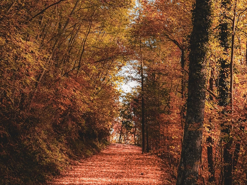 Woodland trail in the Monti Martani in autumn, surrounded by trees and leaves in warm shades of orange, red and yellow. Credits: Alessio Alcini