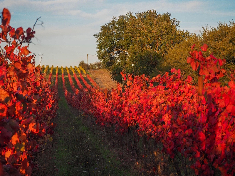Rows of vineyards in autumn, with leaves in intense shades of red and orange, set in the countryside of San Gemini.
