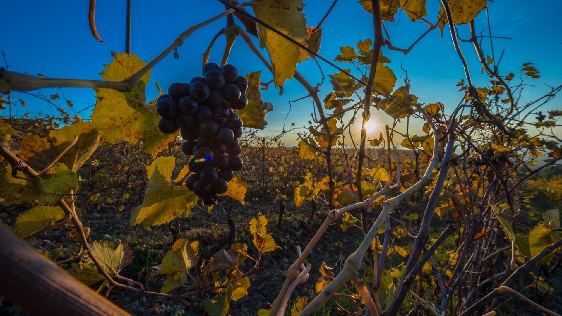 A bunch of dark grapes among vineyard rows, lit by the sun and surrounded by yellowing autumn leaves.