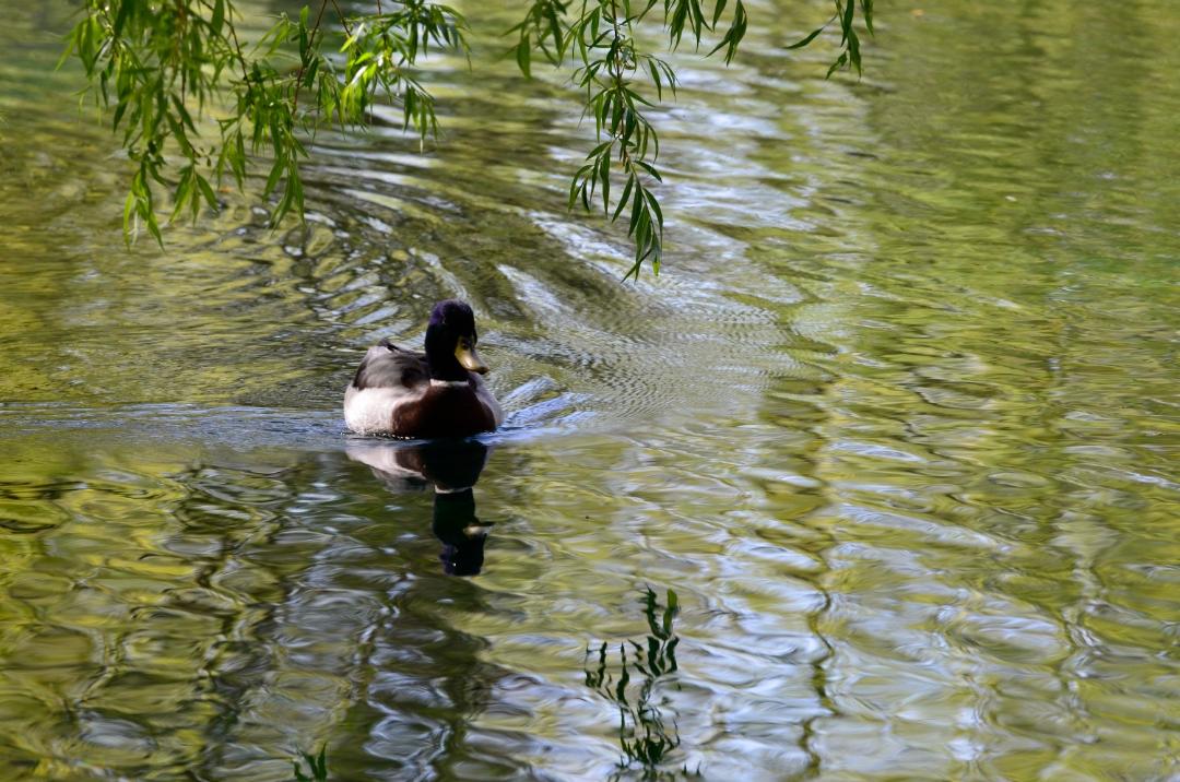 Duck swimming in the transparent waters of the Fonti del Clitunno, among green reflections and overhanging branches