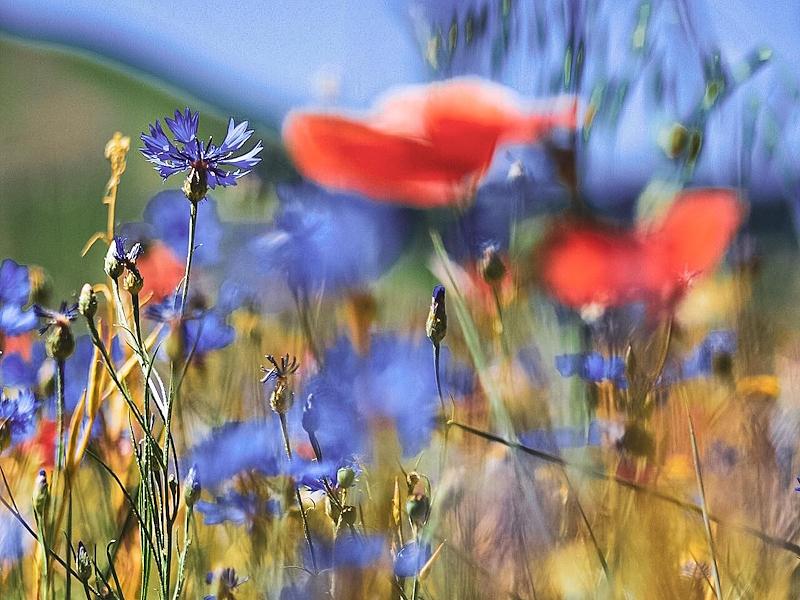 Close-up of wildflowers during the Blooming of Castelluccio di Norcia.