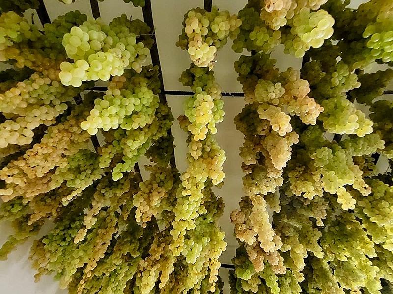 Bunches of white grapes hanging to dry for the production of smoked Vin Santo.