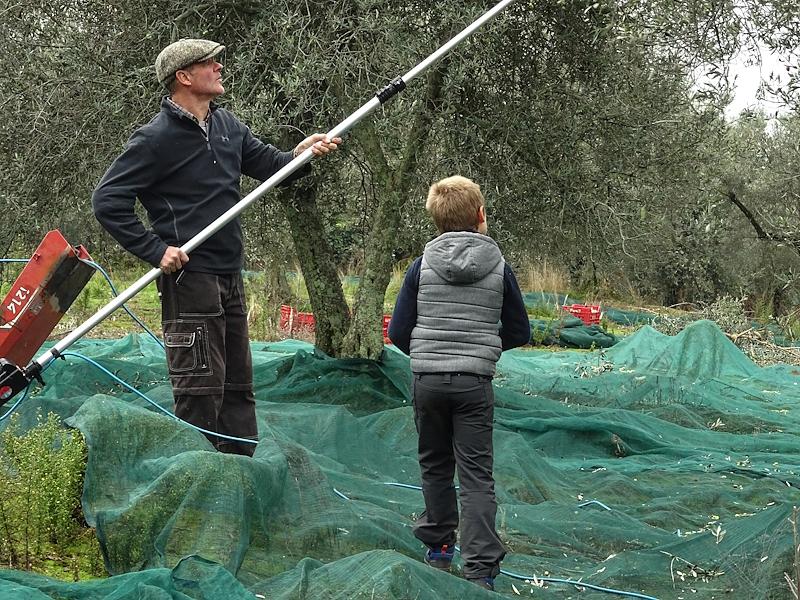 Adult and child harvesting olives at an educational farm with nets spread under the trees and crates for collection.